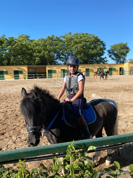 Venta de Poni salto - Ponis Pony Club Poni Galés Sec B