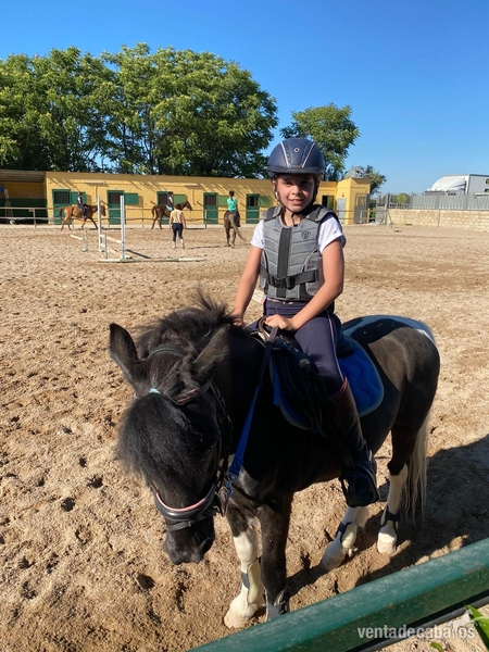 Venta de Poni salto - Poni Galés Sec B