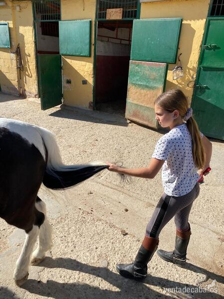 Venta de Poni salto - Ponis Pony Club