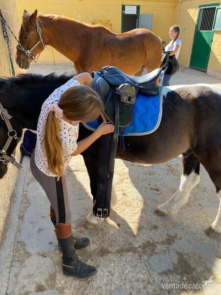 Venta de Poni salto
