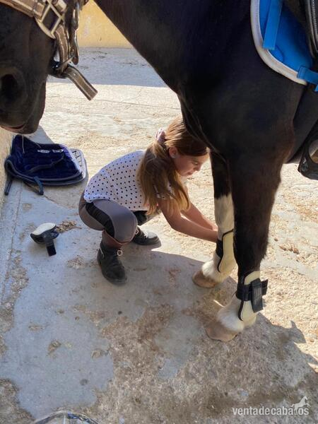  Venta de Poni salto