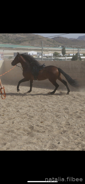 Caballos Pura Raza Española (P.R.E.) PRE  - SE VENDE POR FALTA DE TIEMPO 