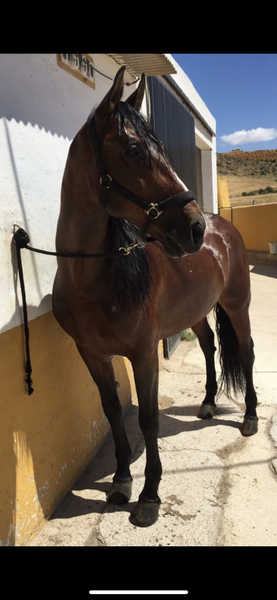 SE VENDE POR FALTA DE TIEMPO  - Caballos Pura Raza Española (P.R.E.) PRE 