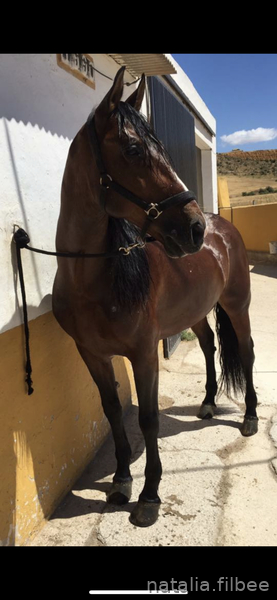 SE VENDE POR FALTA DE TIEMPO  - Caballos Pura Raza Española (P.R.E.) PRE 