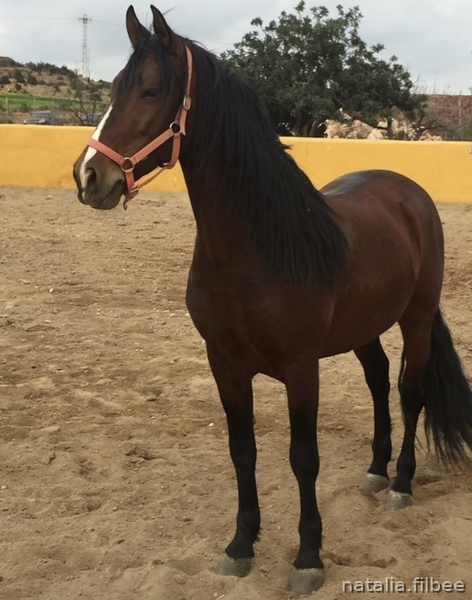 SE VENDE POR FALTA DE TIEMPO  - Caballos Pura Raza Española (P.R.E.)