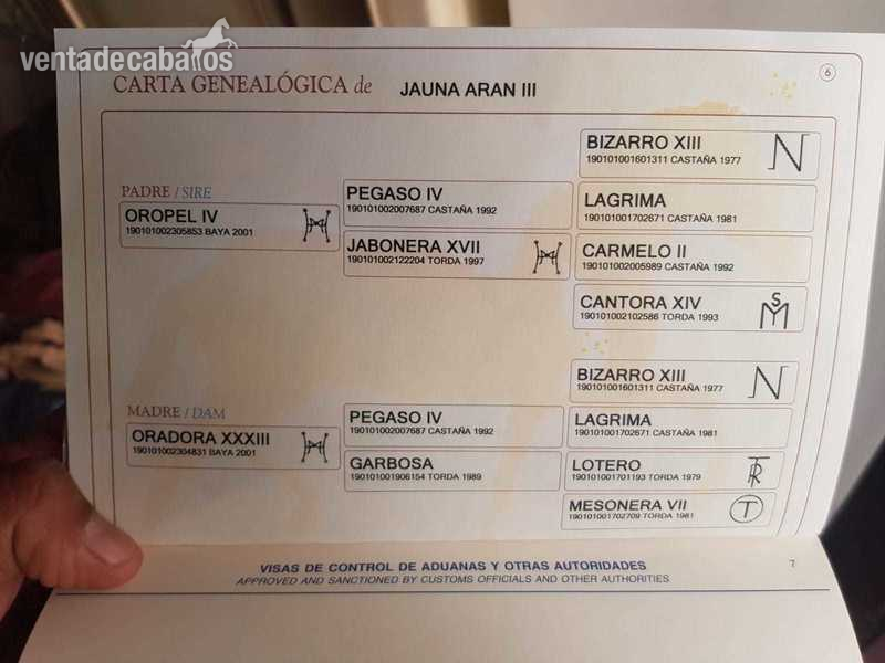 Yeguas Pura Raza Española - VENDO YEGUA PALOMINA