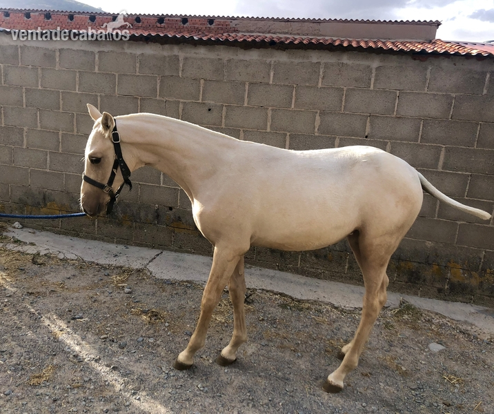 Tres sangres