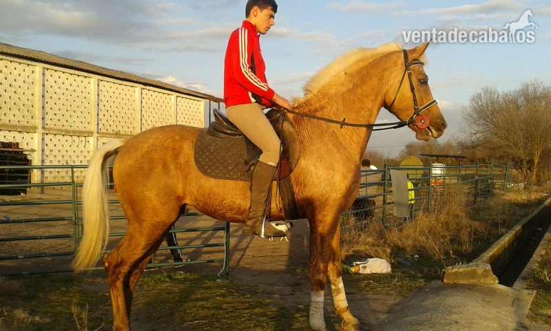 se vende caballo in 