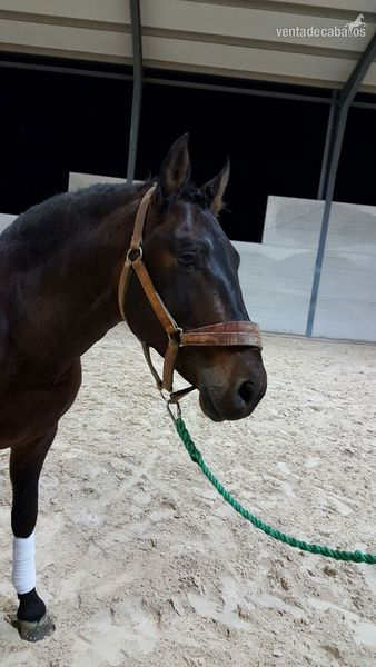 Andaluz {TYPE}