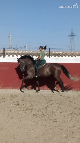 Caballos Pura Raza Española (P.R.E.) Pura Raza Española - Potro pre impresionante