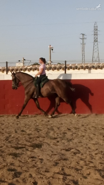 Potro pre impresionante - Caballos Pura Raza Española (P.R.E.) Pura Raza Española