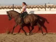 Potro pre impresionante