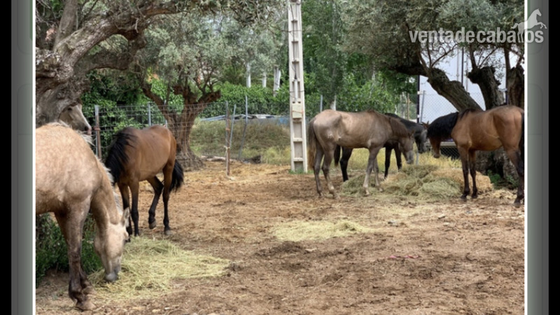 Pupilaje FR Humanes de Madrid  - Hípicas y establos en venta in Humanes de Madrid 