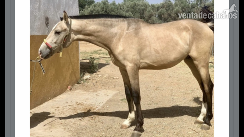 Pupilaje FR Humanes de Madrid  - Hípicas y establos en venta