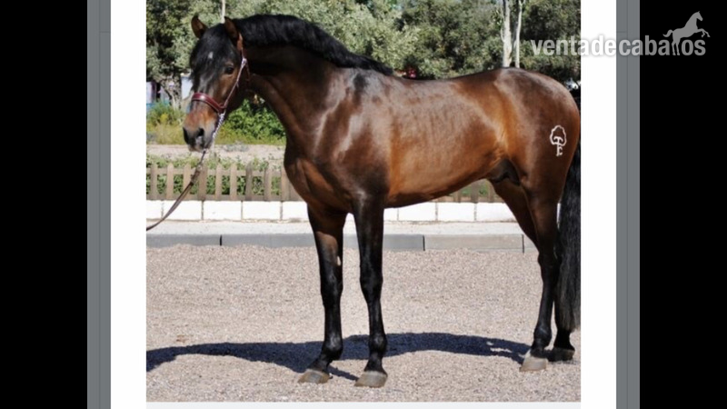Hípicas y establos en venta - Pupilaje FR Humanes de Madrid  in Humanes de Madrid 