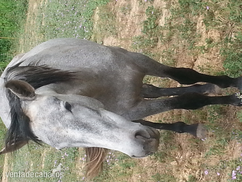 Andaluz {TYPE}