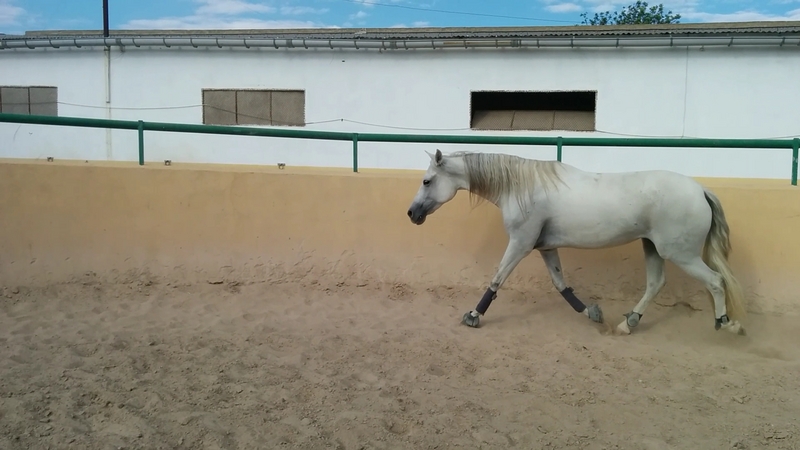 Pura Raza Española {TYPE}