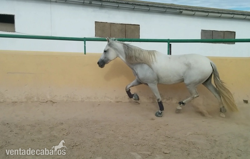 Caballos Pura Raza Española (P.R.E.) Pura Raza Española - yegua PRE 5 años muy noble