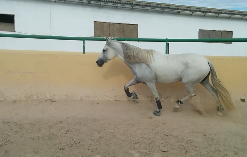 Caballos Pura Raza Española (P.R.E.) Pura Raza Española - yegua PRE 5 años muy noble