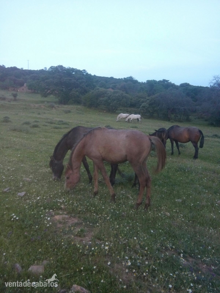 Potros arabes puros in 