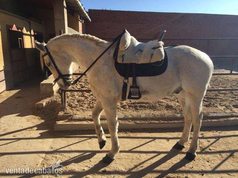 Caballo anglo hispano  in 