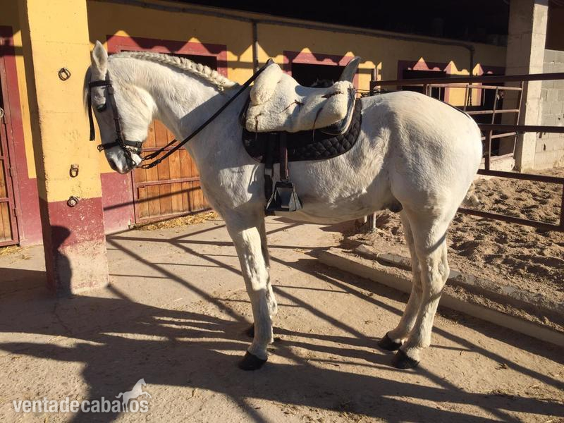 Caballo Hispano Árabe Anglo Hispano - Caballo anglo hispano 