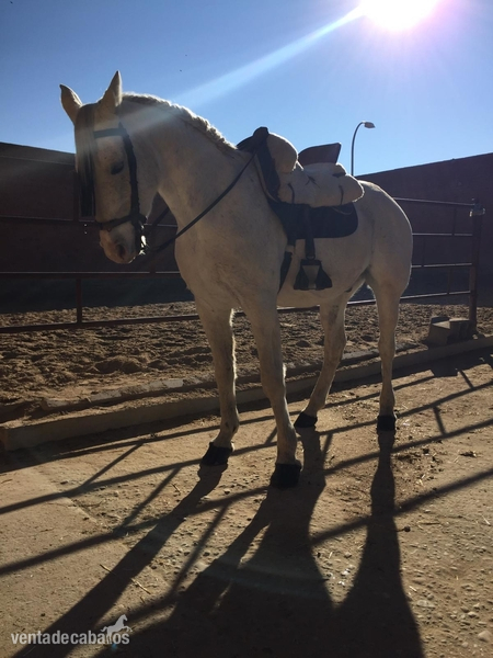 Caballo anglo hispano  - Caballo Hispano Árabe Anglo Hispano