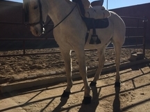 Caballo anglo hispano