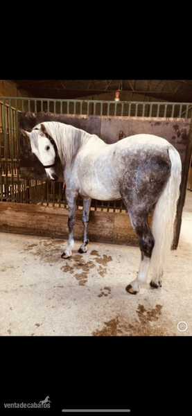 Vendo caballo PRE in 