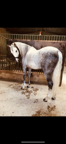 Vendo caballo PRE