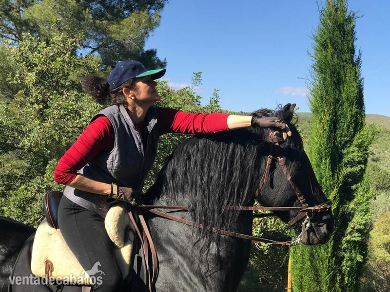 Venta Frisón Doma clásica y enganche - Caballos Enteros Frisón 