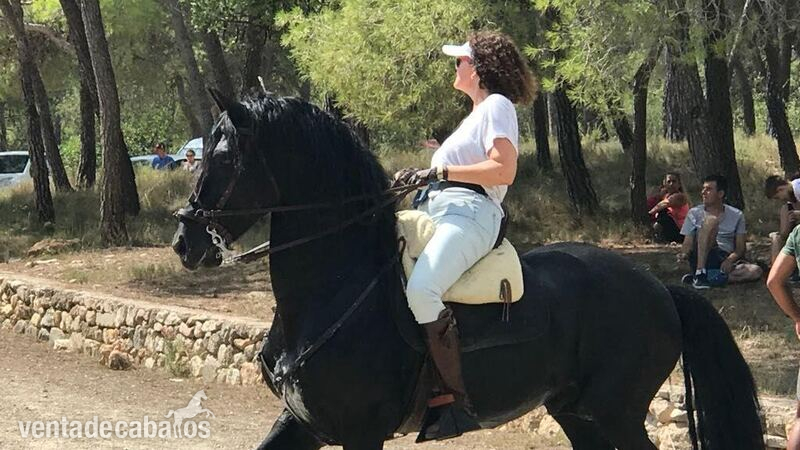 Venta Frisón Doma clásica y enganche - Frisón 