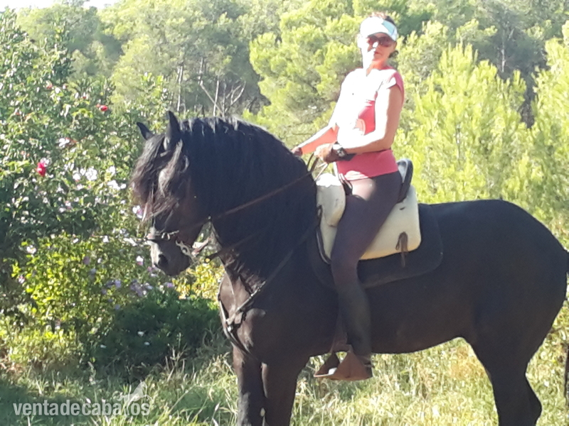 Venta Frisón Doma clásica y enganche - Caballos Enteros