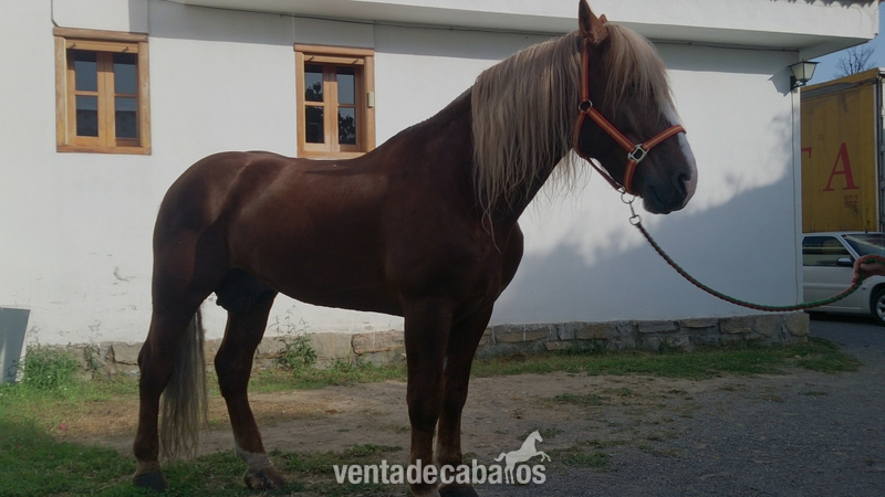 Caballo ganador de tiro y arrastre in 