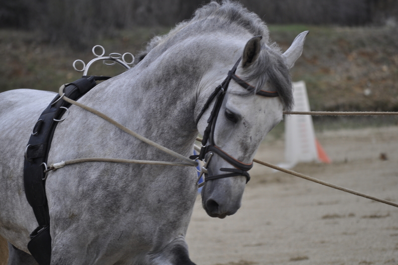 Caballos Pura Raza Española (P.R.E.) Pura Raza Española - Pura raza española a entrenar. Origen Bohorquez