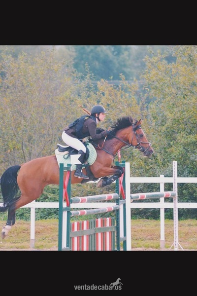 Se vende poni D Arin de Blue Bell (por cambio de categoría) in 