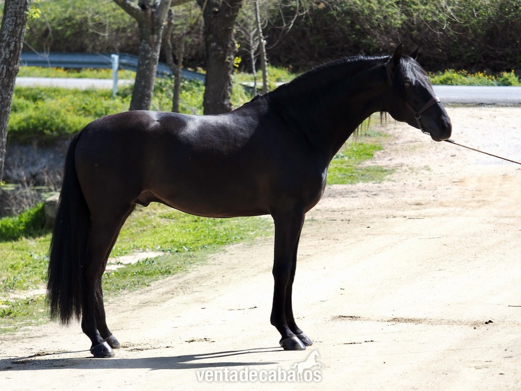 Fantástico semental negro para Cubriciones. - Caballos Pura Raza Española (P.R.E.) EMPTY