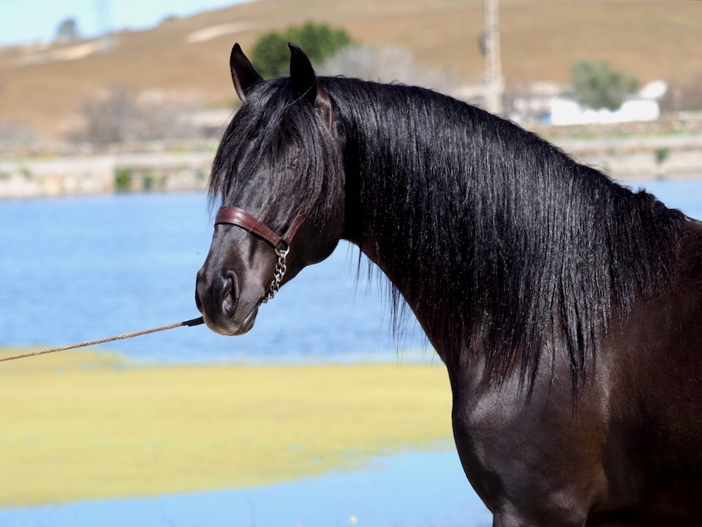Fantástico semental negro para Cubriciones. - Caballos Pura Raza Española (P.R.E.)