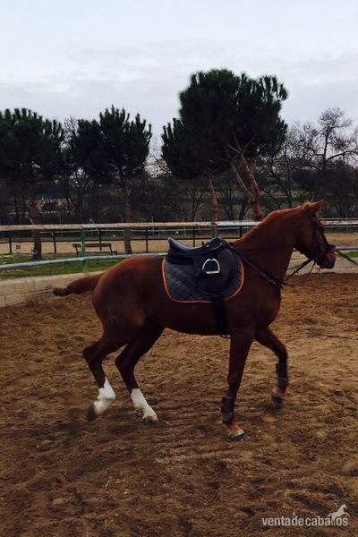 Caballo de Deporte Español (CDE)