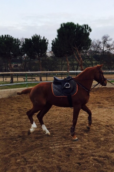 Caballo de Deporte Español (CDE)
