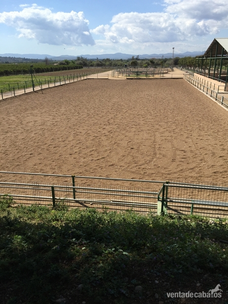 Hípicas y establos en venta - POR JUBILACION SE VENDE HIPICA in VINAROS