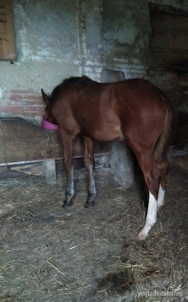 Caballo de Deporte Español (CDE)
