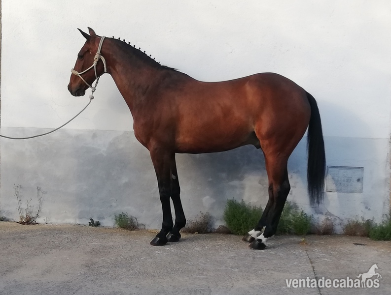 Se vende caballo angloarabe  in 