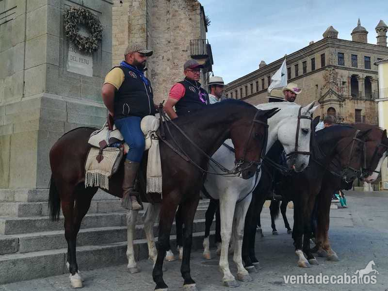 Caballos Capados Anglo-árabe - Se vende caballo angloarabe 