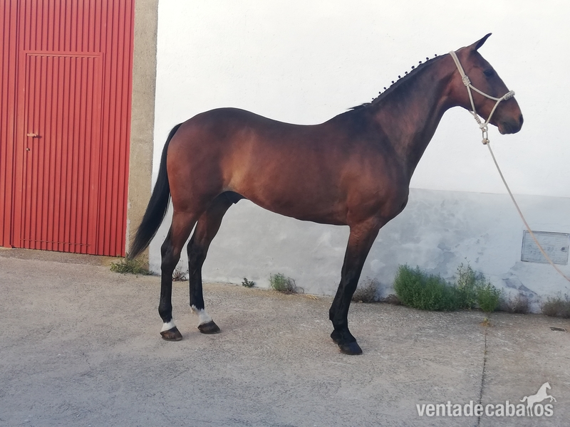 Se vende caballo angloarabe  - Caballos Capados Anglo-árabe
