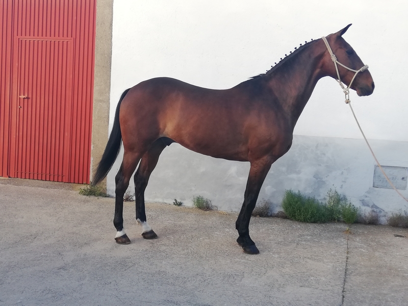 Se vende caballo angloarabe  - Caballos Capados Anglo-árabe