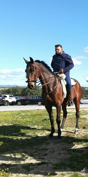 Se vende caballo angloarabe  - Anglo-árabe