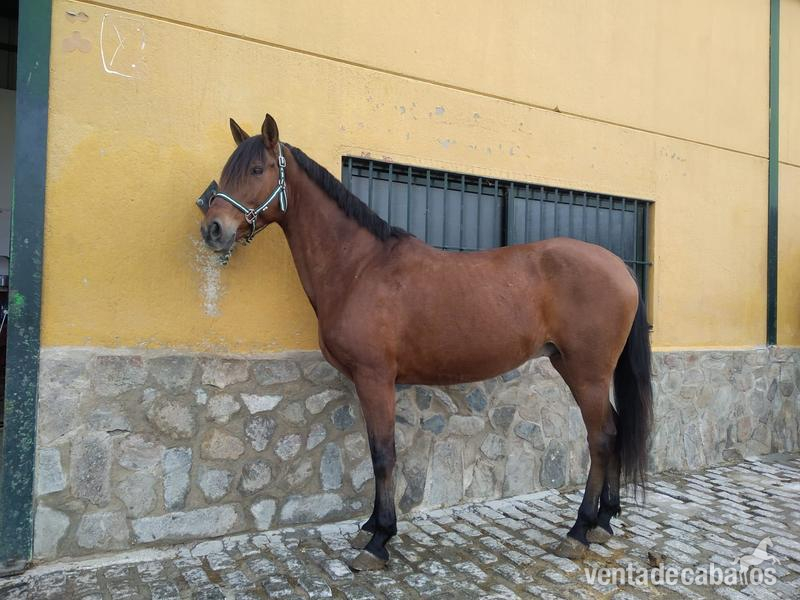 VENDO CABALLO CAPADO in 