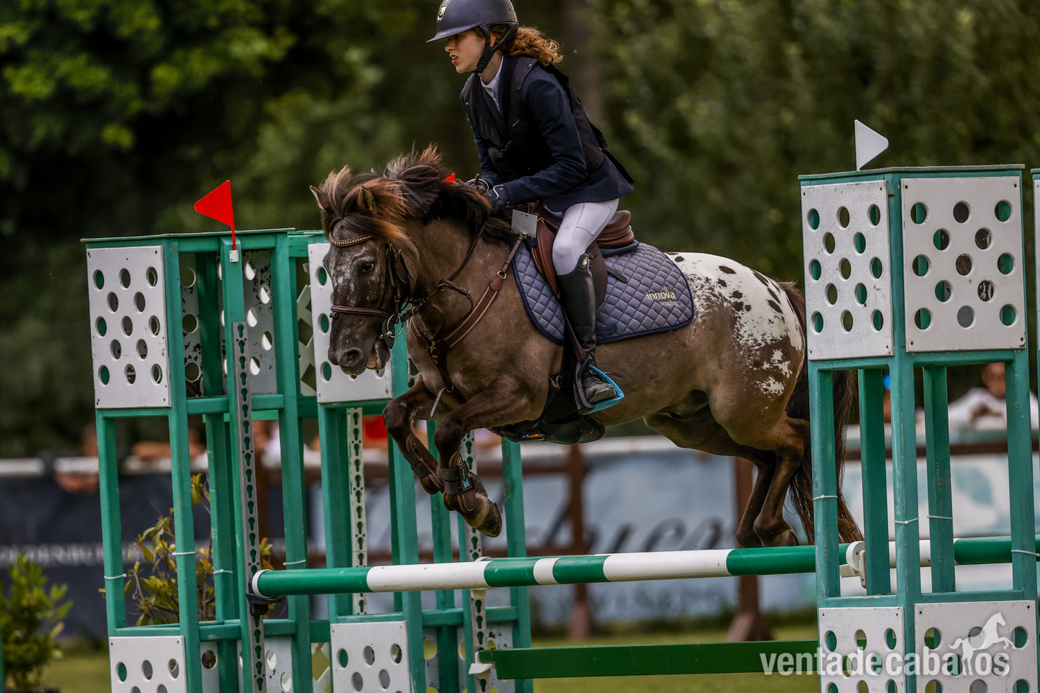 Se vende o alquila Pony B de Salto de competición in 