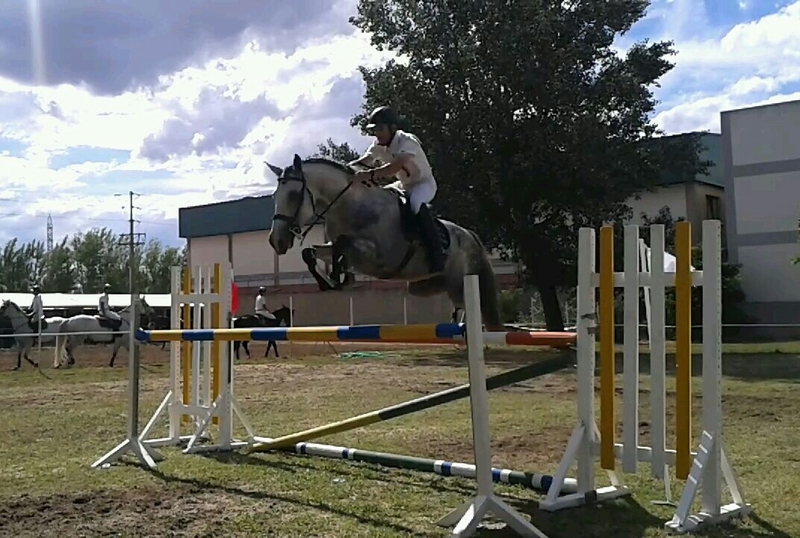 Caballos Doma Clásica y Salto in 